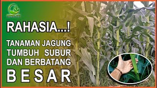 RAHASIA AGAR BATANG JAGUNG BESAR [upl. by Asilet]