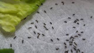 Newly Hatched Wooly Bear Caterpillars [upl. by Miche]