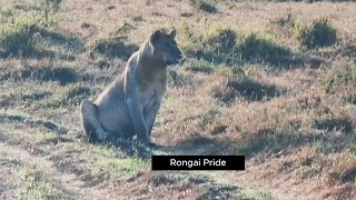 Rongai Pride Sub Adult Lions  Masaimara  13 September 2024 [upl. by Bonny]