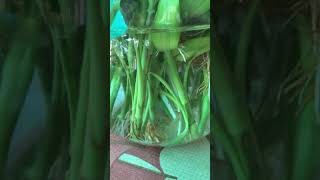 Lucky bamboo  Mannil plants and pots Kolmanna [upl. by Nosna388]