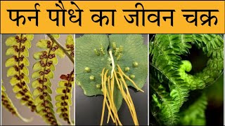 life cycle of fern in Hindi Nephrolepies life cycle  फर्न जीवन चक्रfern reproduction in hindi [upl. by Ynetruoc171]