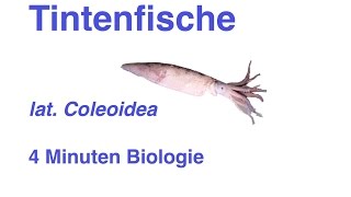 Coleoidea  Tintenfische  4 Minuten Biologie [upl. by Aynad]