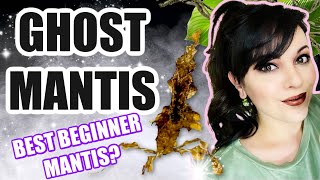 BEST BEGINNER MANTISGHOST MANTIS CARE [upl. by Eiramanin597]