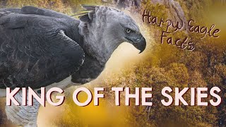 Harpy Eagle Facts King of the Skies [upl. by Tarkany]