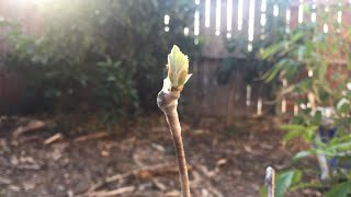 Grafting Grape Vines [upl. by Ahsikam]