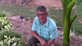 Showing how to Start Hostas from cuttings  Sharing and Splitting Hostas Hosta Care [upl. by Corotto]