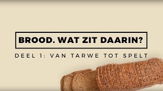 Van tarwe tot spelt  Brood Wat zit daarin [upl. by Ave]