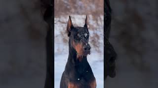 quotA Dobermans Heart of Goldquot [upl. by Pascia501]