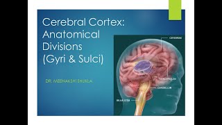 Cerebral cortex Anatomical divisions Gyri amp Sulci [upl. by Aenil]