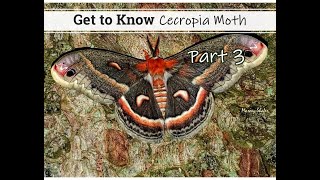 Get to Know the Cecropia Moth  Part 3 [upl. by Lunette365]