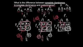 Complete Incomplete Dominance and Codominance  difference explained [upl. by Dott]