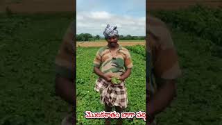 Melyna seeds F1 HYBRID Aruna 556 9019917371 farming seeds agriculture vegitables video short [upl. by Eitra]