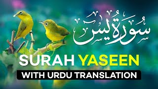 Surah Yasin  Surat Yaseen with Urdu Translation  Quran Tilawat Beautiful Voice  Hindi Tarjuma [upl. by Riabuz]