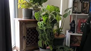 Time Lapse Video of Calathea Zebrina Drooping leaves to upright again Indoor Tropical Plants [upl. by Chic]