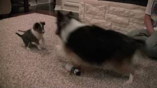 Sheltie plays with Sheltie Puppy [upl. by Chuu]