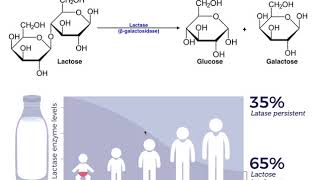 Lactase amp the Mechanism of Lactose Intolerance [upl. by Padriac]