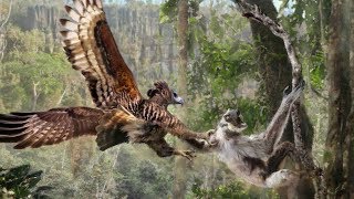 Why are Lemurs Terrified of Predators that dont Exist [upl. by Ayana868]