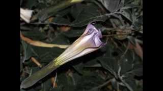 Datura Night Blooming [upl. by Rohpotsirhc]