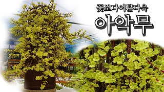 웅장함이 증명하는 세월의 흔적 다육식물 아악무 Portulacaria afra Variegata [upl. by Rasecoiluj]