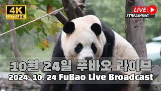 10월 24일 수요일 오전 푸바오를 만나 보세요Fubao Highlights Video [upl. by Sharon]