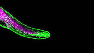 Zebrafish fin development [upl. by Magnusson]