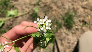 First Time Trying Garlic Mustard [upl. by Chappell]