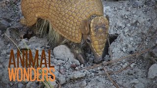 3 Banded Armadillos [upl. by Eceinehs]