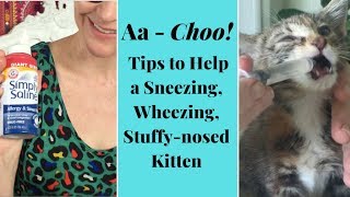 My Kitten Is Sneezing amp Congested  Heres How to Help [upl. by Rider]