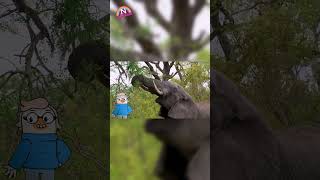 Meet the Wild Part 2 Amazing Animals for Kids Fun and Educational Video Elephant [upl. by Divod]