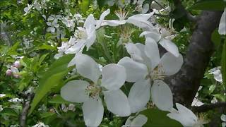 La beauté et lodeur des pommiers en fleurs avril 2018 Montcuq en Quercy Blanc [upl. by Aleek]