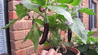 Eggplants flowering and fruiting [upl. by Darum]