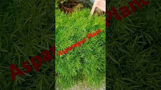 Asparagus plant plants gardenplants youtubeshorts [upl. by Paige]