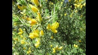 How to Identify Gorse amp Broom [upl. by Ysdnyl]