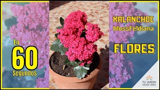 🌺 ¿Una SUCULENTA con una gran FLORACIÓN 🔶 Kalanchoe blossfeldiana VÍDEO CORTO [upl. by Massie]