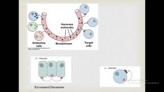 Neuroendocrine System  Coordination of the Metabolism [upl. by Sacci998]