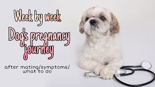 Week by week pregnancy of dogs  Pag bubuntis ng aso [upl. by Esereht302]