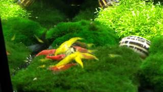 Tylomelania snails amp Neocaridina Shrimps [upl. by Garnet]