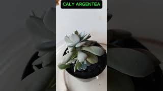 ECHEVERIA CALY ARGENTEA Shorts 1730 plants succulents plantas [upl. by Jesselyn]