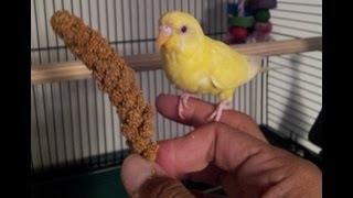 Teaching a parakeet to perch on your hand [upl. by Namharludba939]