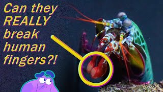 How the Mantis Shrimp Can Punch Through Glass  Alien Ocean [upl. by Nyssa]