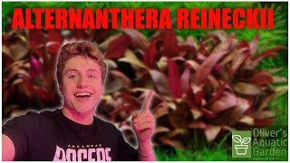 Alternanthera Reineckii Care Guide How to grow Alternanthera Reineckii easy red aquarium plant [upl. by Uok169]