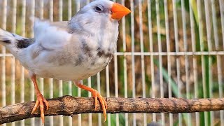 Zebra finch singing sound  morning bird sounds My new bird is very beautiful  zebra finch sound [upl. by Aysan]