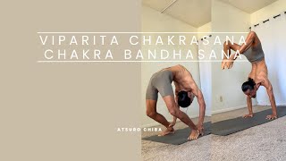 Viparita Chakrasana  Chakra Bandhasana  Ashtanga Yoga  ヴィパリータ チャクラーサナ  チャクラ バンダーサナ  アシュタンガ ヨガ [upl. by Potash363]