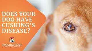 Free Guide Help for Dogs With Cushings Disease  Make Your Dog Feel Better [upl. by Creath]