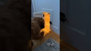 Teaching our new puppy Daisy to use our quotHarry Potterquot room doggie door So far shes doing great [upl. by Andi664]