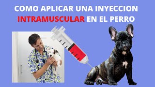 🖍 🖍 Como aplicar una INYECCION INTRAMUSCULAR en el perro 🖍🖍 [upl. by Wj823]