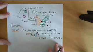 Synaptic Vesicle Exocytosis and Endocytosis Part 3 [upl. by Mundt]