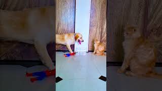 मेरे डॉग ने बिल्ली के साथ क्या किया😭funnydogs shorts [upl. by Errick]