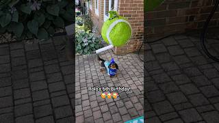 Balls are awesome 🤣 wienerdog dachshund dogshorts birthday party doglife [upl. by Nnyliak]