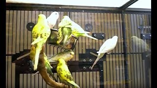 Parakeet Budgie Color Genetics  Normal amp Mutations [upl. by Rotkiv299]